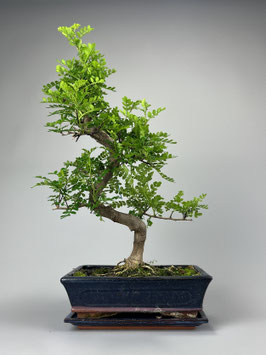 Szechuanpfeffer, Zanthoxylum piperitum, Bonsai, Zimmerbonsai / Indoorbonsai, Pflegeleicht