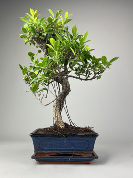 Chin. Feigenbaum / Ficus microcarpa ( retusa ), Zimmerbonsai / Indoorbonsai, Solitär