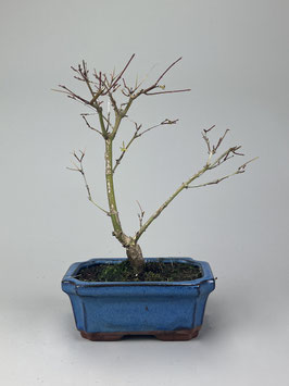 Fächerahorn, Acer palmatum deshojo, Ahorn, Bonsai Solitär, Geschenkidee, Freilandbonsai
