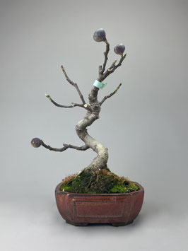 Eßfeige, Ficus carica, mediterraner Bonsai, Geschenkidee