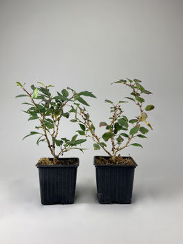 Märzkirsche, Prunus incisa ´Kojou-no-mai´, 3 Jahre, Bonsai - Jungpflanze