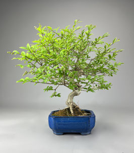 Liguster, Ligustrum, Bonsai Geschenkidee, Freilandbonsai, Pflegeleicht