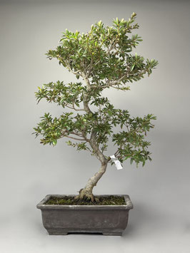rossmann lego bonsai LEGO 10281 main image 1