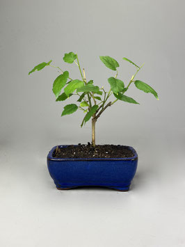 Maulbeerbaum, Morus, Bonsai, Outdoor - Bonsai, Freilandbonsai