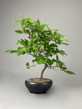 Koreanische Hainbuche,  Carpinus coreana, Freilandbonsai, Outdoor - Bonsai
