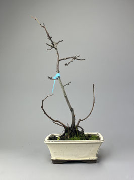 Zierquitte, Chaenomeles, Outdoor - Bonsai mit Blüten und Frucht, Freilandbonsai, Geschenkidee, Blühender Bonsai