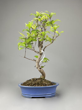 Liebesperlenstrauch / Schönfrucht,  Callicarpa, Blühender Outdoor - Bonsai, Freilandbonsai, Geschenkidee