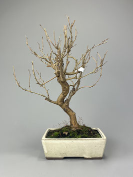 Maulbeerbaum, Morus, Bonsai, Outdoor - Bonsai, Freilandbonsai