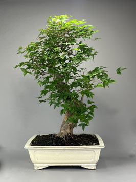Dreispitzahorn, Acer buergerianum, Outdoor - Bonsai, Freilandbonsai