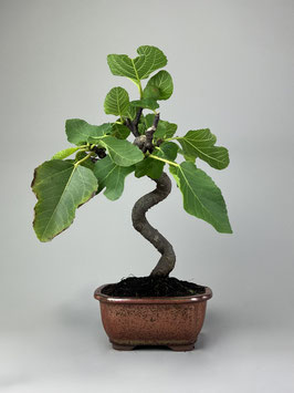 Eßfeige, Ficus carica, mediterraner Bonsai, Geschenkidee