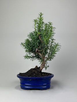 Japanische Eibe, Taxus cuspidata, Outdoor - Bonsai, Freilandbonsai