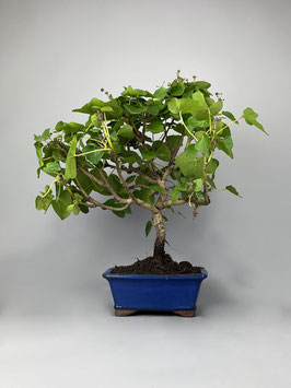 Kaukasus Efeu, Hedera colchica, Blühender Outdoor - Bonsai, Freilandbonsai, Geschenkidee