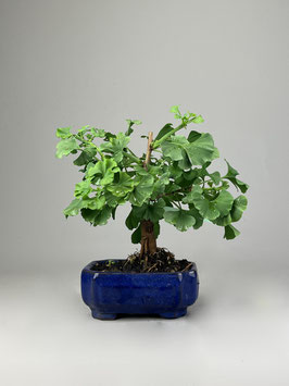 Fächerblattbaum, Ginkgo biloba ´Troll´, Freilandbonsai, Geschenkidee