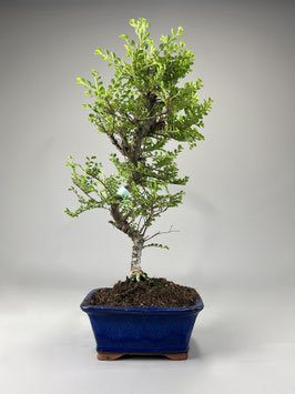 Zwerg Ulme, Ulmus parvifolia 'Seiju', Outdoor - Bonsai, Freilandbonsai