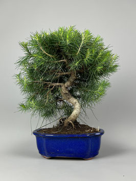 Aleppo Kiefer, Pinus halepensis, mediterraner Bonsai, Geschenkidee