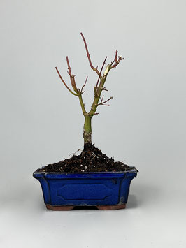 Fächerahorn, Acer palmatum 'Shishigashira', Ahorn, Bonsai Solitär, Geschenkidee, Freilandbonsai