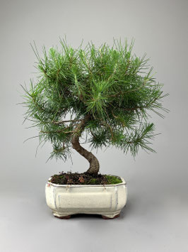 Aleppo Kiefer, Pinus halepensis, mediterraner Bonsai, Geschenkidee