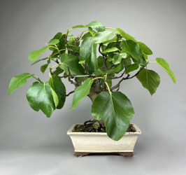 Eßfeige, Ficus carica, mediterraner Bonsai, Geschenkidee