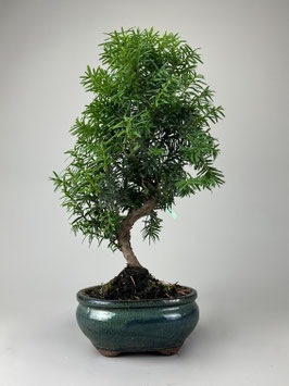 Japanische Eibe, Taxus cuspidata, Outdoor - Bonsai, Freilandbonsai