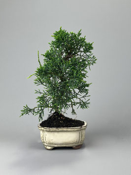Chin. Wacholder, Juniperus chinensis kyushu, Bonsai - Solitär, Outdoorbonsai