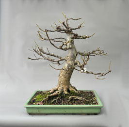 Winterlinde, Tilia cordata, Linde, Freilandbonsai, Outdoor - Bonsai