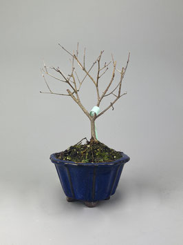 Zwerg-Duftflieder, Syringa meyeri, Blühender Outdoor - Bonsai, Freilandbonsai, Geschenkidee