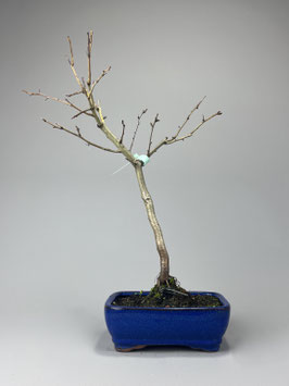 Echter Rotdorn 'Paul's Scarlet', Crataegus laevigata 'Paul's Scarlet', Blühender Outdoor - Bonsai, Freilandbonsai, Geschenkidee