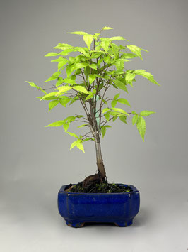 Japanische Zelkove / Keakibaum , Zelkova serrata, Bonsai, Freilandbonsai Geschenkidee