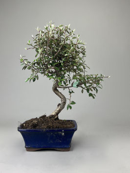 Zwergmispel, Cotoneaster, Outdoor - Bonsai, Freilandbonsai, Geschenk Idee