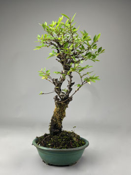 Zwerg Ulme, Ulmus parvifolia `nire keyaki`, Outdoor - Bonsai, Freilandbonsai, Solitär