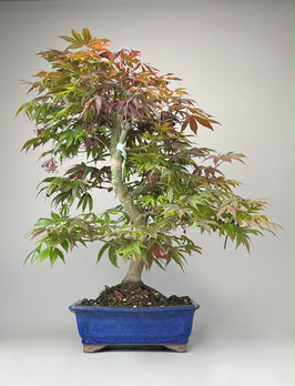 Roter Fächerahorn, Acer palmatum 'Atropurpureum', Ahorn, Bonsai Solitär, Geschenkidee, Freilandbonsai