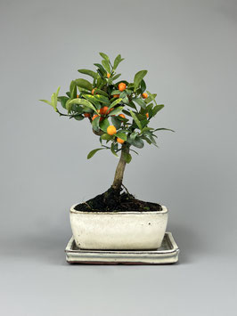 Zwergorange, Citrus kinzu, mediterraner Bonsai, Geschenkidee