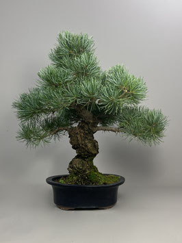 Mädchen - Kiefer, Pinus pentaphylla, Japan, Outdoor - Bonsai, Freilandbonsai
