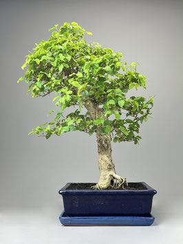 Ovalblättriger Liguster, Ligustrum ovalifolium, Bonsai Geschenkidee, Zimmerbonsai / Indoorbonsai, Pflegeleicht