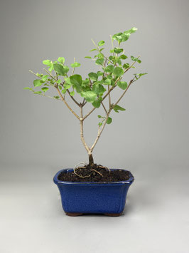 Zwerg-Duftflieder, Syringa meyeri, Blühender Outdoor - Bonsai, Freilandbonsai, Geschenkidee