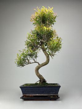 Kirschmyrten, Syzygium, Zimmer Bonsai, Geschenkidee, pflegeleichter Bonsai