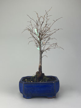 Japanische Zelkove / Keakibaum , Zelkova serrata, Bonsai, Freilandbonsai Geschenkidee