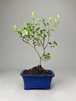 Zwerg-Duftflieder, Syringa meyeri, Blühender Outdoor - Bonsai, Freilandbonsai, Geschenkidee