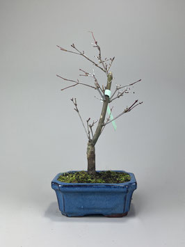 Fächerahorn, Acer palmatum deshojo, Ahorn, Bonsai Solitär, Geschenkidee, Freilandbonsai