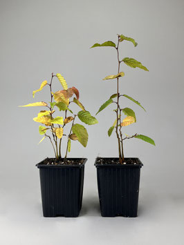 Koreanische Hainbuche, Carpinus turczaninowii , 2 Jahre, Bonsai - Jungpflanze