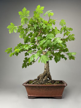 Acer campestre, Feldahorn, Outdoor - Bonsai, Freilandbonsai
