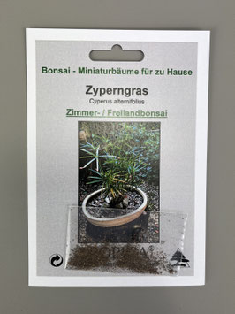 Samen+Anzuchtset: Zyperngras, Cyperus alternifolius, Zimmer, Freilandbonsai, Geschenkidee, Bonsai-Samen