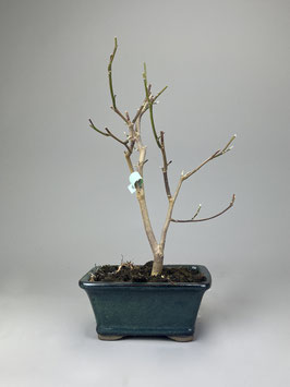 Magnolie, Magnolia, Blühender Outdoor - Bonsai, Freilandbonsai, Geschenkidee