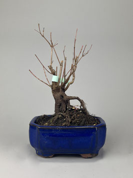 Feuerahorn, Acer ginnala, Outdoor - Bonsai, Freilandbonsai, Geschenkidee