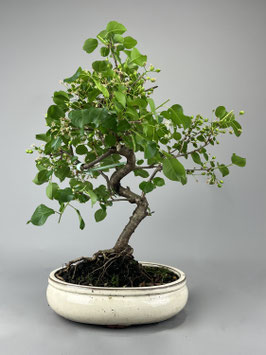 Steinweichsel, Prunus mahaleb, Outdoor - Bonsai, Freilandbonsai