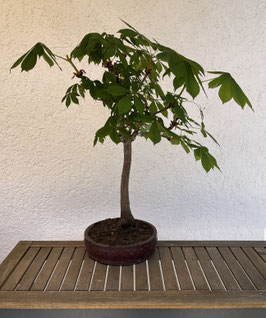 Rosskastanie, Aesculus Hippocastaneum, Bonsai, Freilandbonsai Geschenkidee