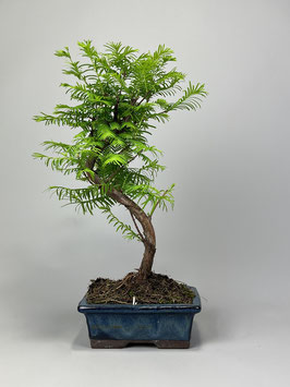Urweltmammutbaum, Metasequoia glyptostroboides, Bonsai, Freilandbonsai, Geschenkidee