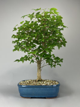 Dreispitzahorn, Acer buergerianum, Outdoor - Bonsai, Freilandbonsai