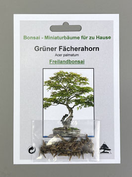 Grünen Fächerahorn, Acer palmatum, Freilandbonsai, Geschenkidee, Bonsai-Samen