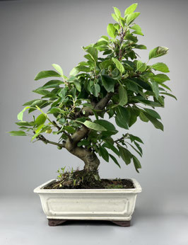 Zierapfel, Malus, Outdoor - Bonsai, Freilandbonsai, Outdoor - Bonsai